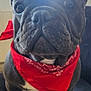 french_bulldog, dog, pet, bandana, red_bandana, close_up, portrait, wrinkled_face, big_eyes, ears, nose, whiskers, couch, window, sunlight, indoor, sitting, cute, fur, domestic_animal