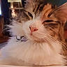 Barbara Ann is registered to the contest to win money with this photo: animal, cat, close_up, collar, cozy, domestic_cat, eyes, face, feline, fluffy, fur, indoor, muzzle, nose, pet, portrait, relaxed, soft_light, whiskers, window