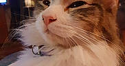 Barbara Ann is registered to the contest to win money with this photo: animal, cat, close_up, collar, cute, domestic_cat, face, feline, fluffy, fur, gray, indoor, mammal, orange, pet, portrait, relaxed, sleepy, whiskers, white
