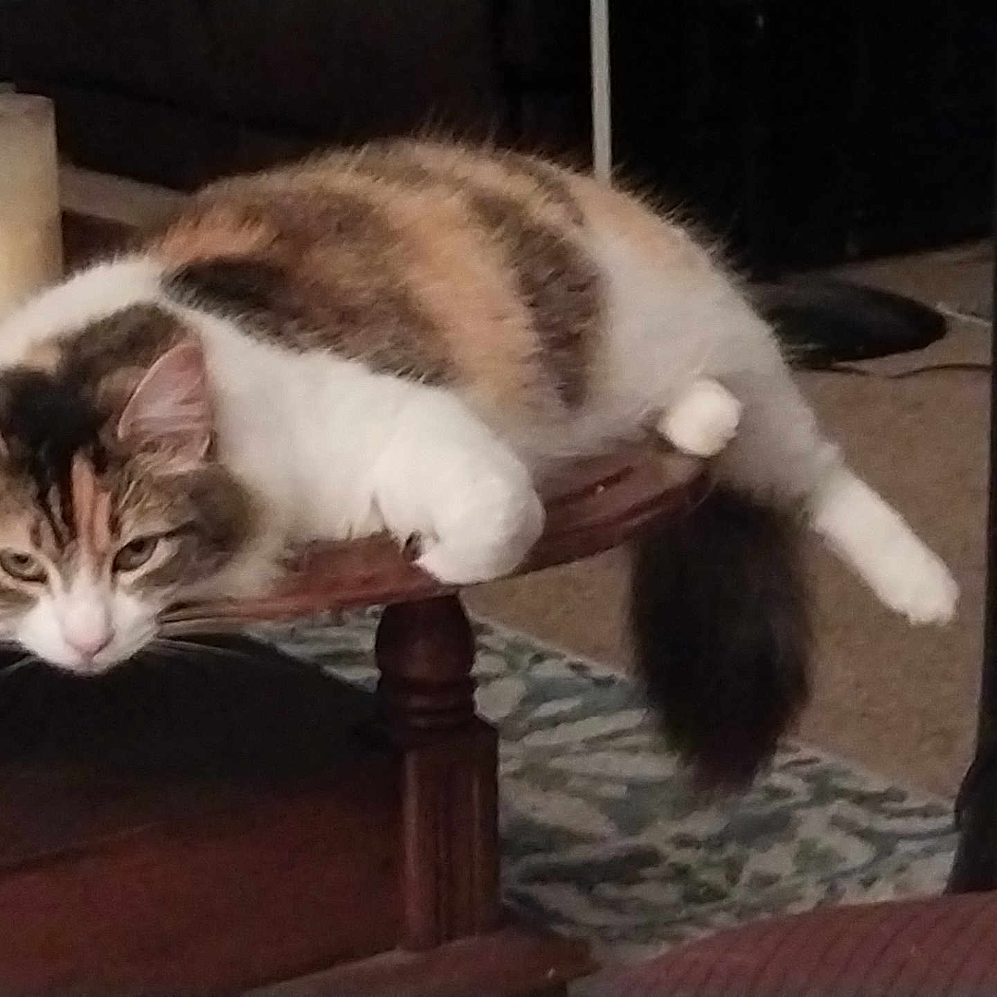 Barbara Ann joined the competition — help win amazing prizes! animal, black, brown, carpet, cat, cozy, domestic, feline, fluffy, fur, household, indoor, lazy, living_room, pet, relaxed, resting, table, white, wood