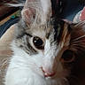 Barbara Ann joined the competition — help win amazing prizes! animal, cat, close_up, curious, cute, domestic_cat, ear, eye, face, feline, fur, furry, indoor, indoor_lighting, pet, portrait, soft_focus, tabby, whiskers, white_fur