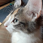 Barbara Ann is registered to the contest to win money with this photo: animal, background_blur, cat, close_up, curious, cute, domestic_cat, ear, feline, fluffy, fur, green_eyes, indoor, looking, muzzle, pet, portrait, side_profile, soft_light, whiskers