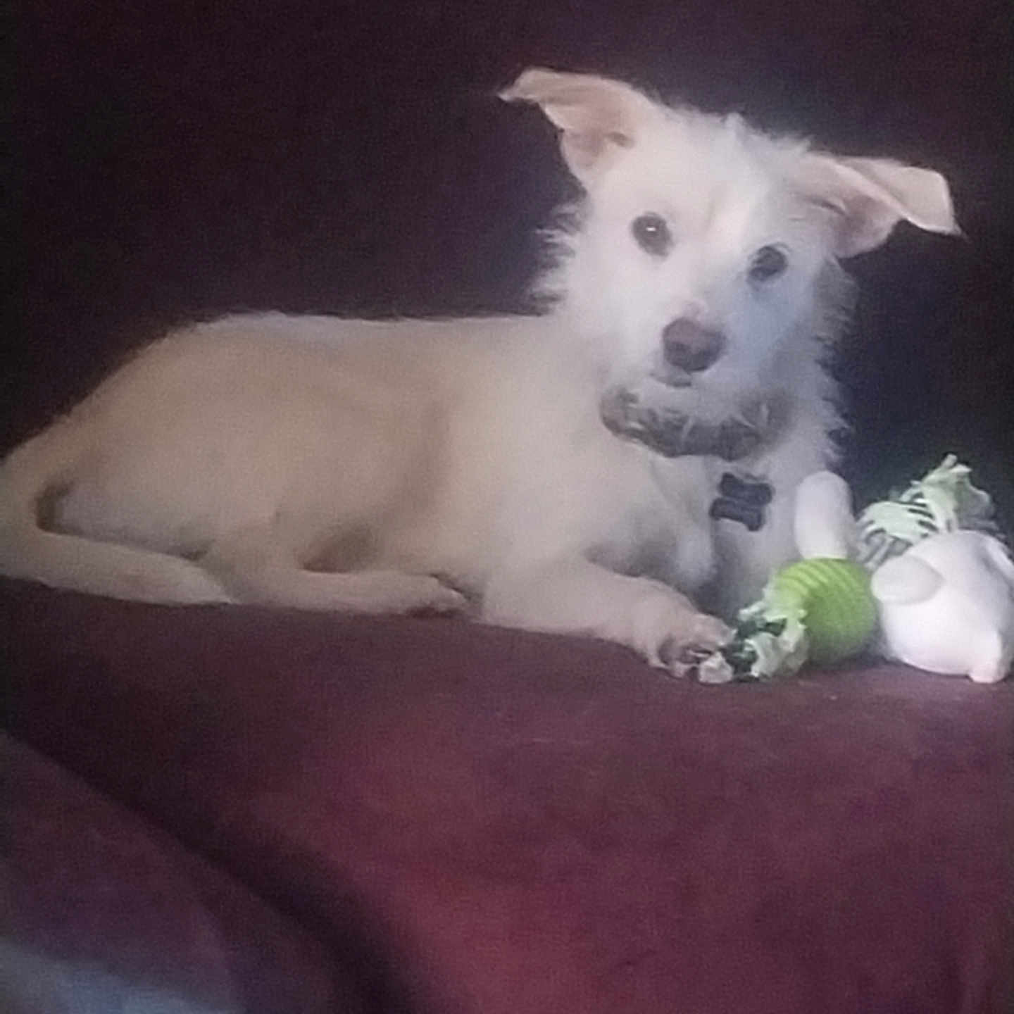 Pedro joined the competition — help win amazing prizes! dog, pet, indoor, couch, toy, small_dog, light_fur, curious, ears_up, looking_at_camera, relaxed, animal, cute, companion, furniture, domestic, laying_down, playful, cozy, home