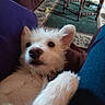 animal, canine, carpet, closeup, collar, couch, cute, dog, domestic, ears, fluffy, furniture, home, indoor, nose, pet, puppy, relaxed, white_fur, young_dog