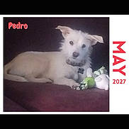 Pedro is registered to the contest to win money with this photo: animal, brown, calendar, canine, collar, cute, dog, domestic_animal, ears, fur, indoor, laying, looking, lying_down, pet, portrait, resting, snout, toy, white