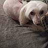 Jack joined the competition — help win amazing prizes! blanket, brown_spots, close_up, companion, cozy, curious, cushion, dog, domestic_animal, furry_tail, hairless, indoor, looking_at_camera, lying_down, pet, pillow, relaxed, resting, small_dog, soft_texture