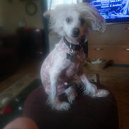 Jack is registered to the contest to win money with this photo: dog, small_dog, indoor, furniture, television, text_overlay, living_room, curtains, carpet, collar, pet, sitting, blurry, furry, animal, domestic_animal, home, cute, watching, decor