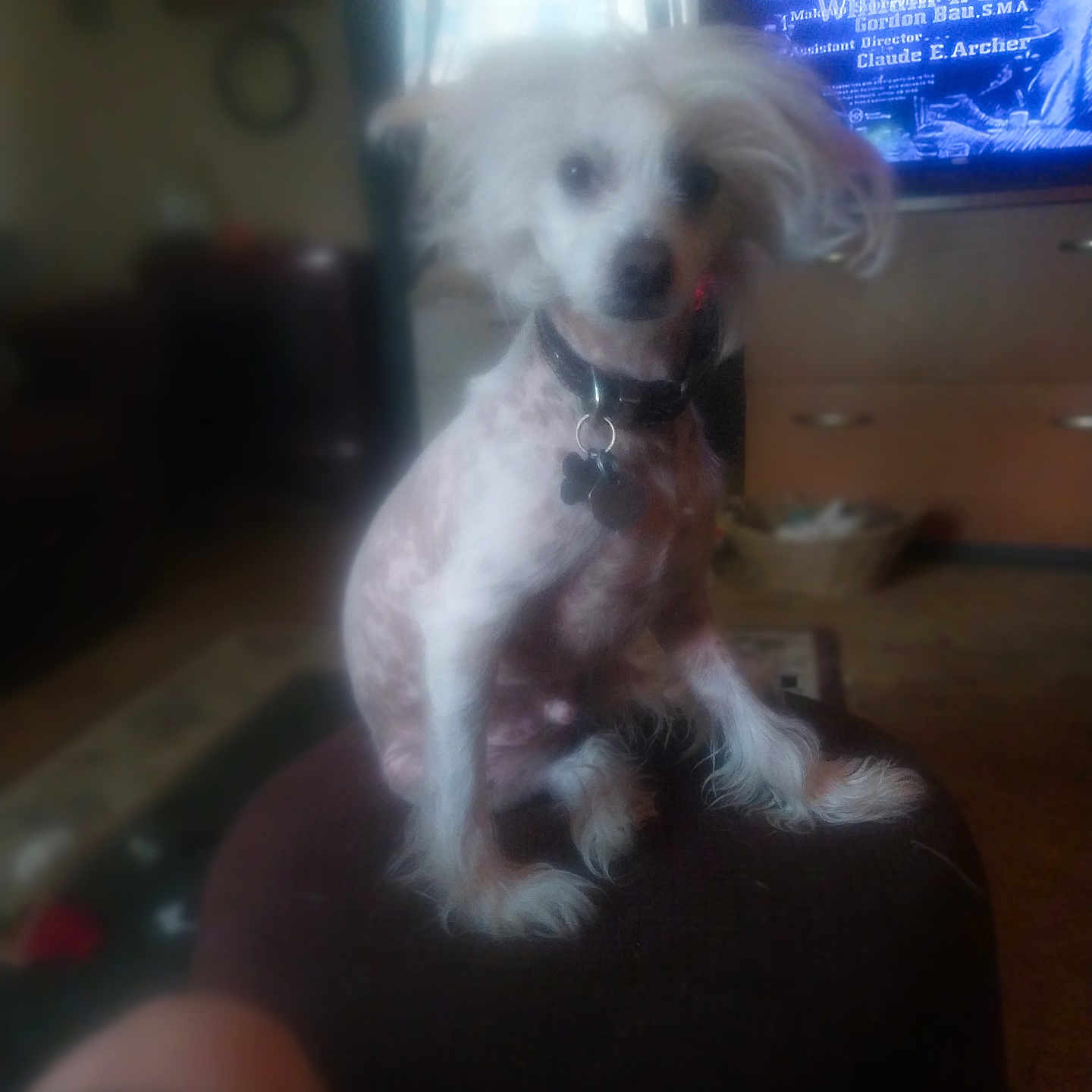 Jack is registered to the contest to win money with this photo: dog, small_dog, indoor, furniture, television, text_overlay, living_room, curtains, carpet, collar, pet, sitting, blurry, furry, animal, domestic_animal, home, cute, watching, decor