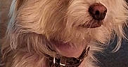 Jack joined the competition — help win amazing prizes! animal, beige, brown, canine, closeup, collar, companion, curious, cute, dog, domestic, fur, fur_texture, indoor, light, looking_away, mammal, pet, portrait, shaggy