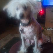 Jack is registered to the contest to win money with this photo: animal, basket, blurred, cabinet, carpet, collar, dim_light, dog, domestic, floor, furniture, furry, hairy_paws, house, indoor, long_hair, pet, sitting, small_dog, window