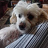 Jack joined the competition — help win amazing prizes! animal, bookshelf, close_up, companion, cozy, cute, dog, domestic, fluffy, furniture, home, indoor, looking, pet, portrait, relaxed, resting, soft_light, striped_fabric, white_dog
