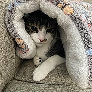 Daisy Marie is registered to the contest to win money with this photo: cat, blanket, couch, cozy, indoor, pet, fur, paws, tabby, white, curious, snug, resting, comfortable, animal, cute, home, feline, soft, relaxed