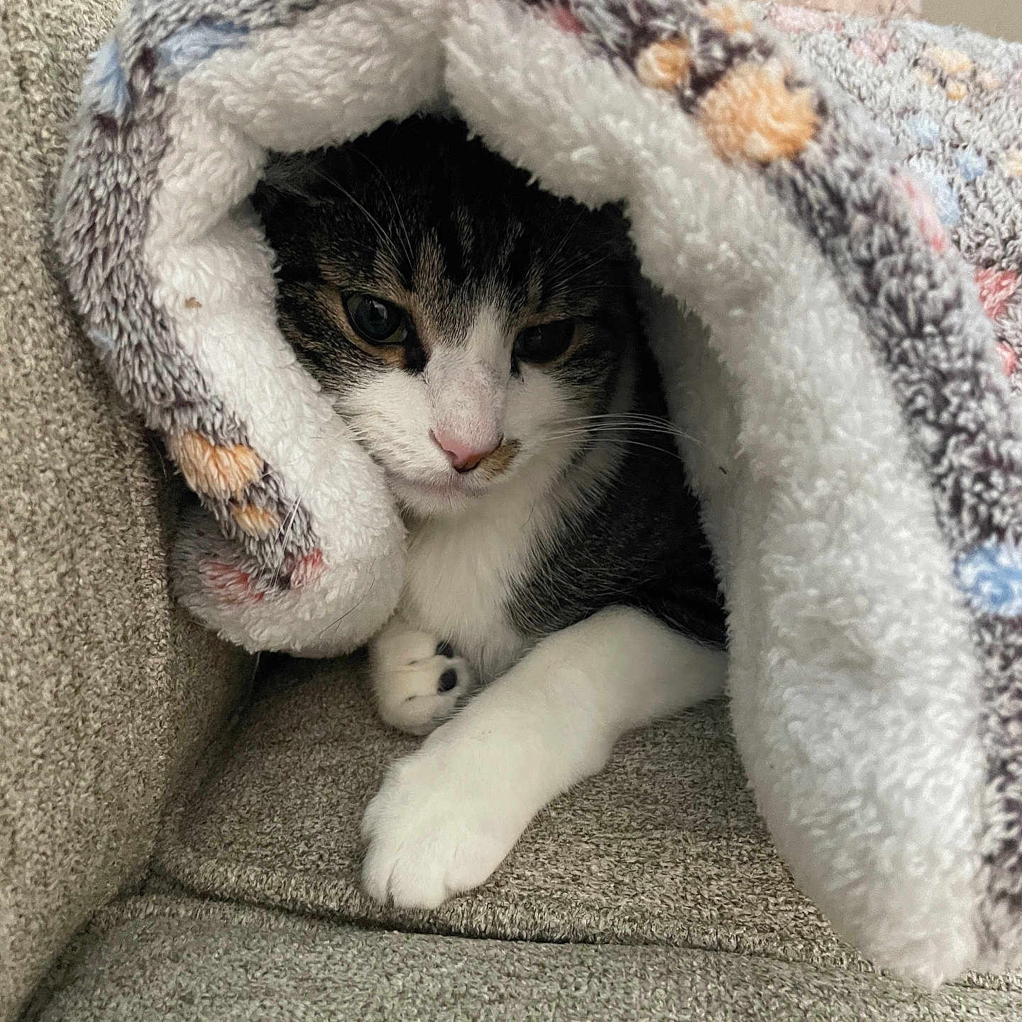 Daisy Marie is registered to the contest to win money with this photo: animal, blanket, cat, comfortable, couch, cozy, curious, cute, feline, fur, home, indoor, paws, pet, relaxed, resting, snug, soft, tabby, white