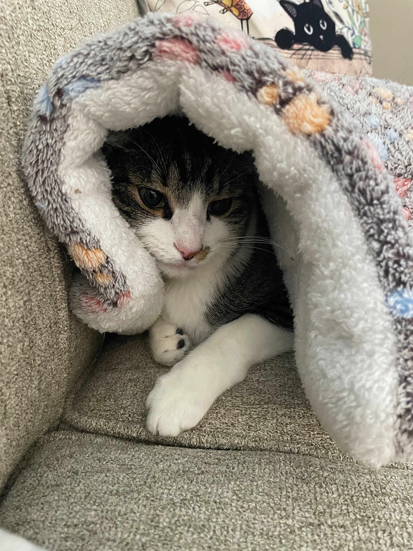 Daisy Marie is registered to the contest to win money with this photo: cat, blanket, couch, cozy, indoor, pet, fur, paws, tabby, white, curious, snug, resting, comfortable, animal, cute, home, feline, soft, relaxed
