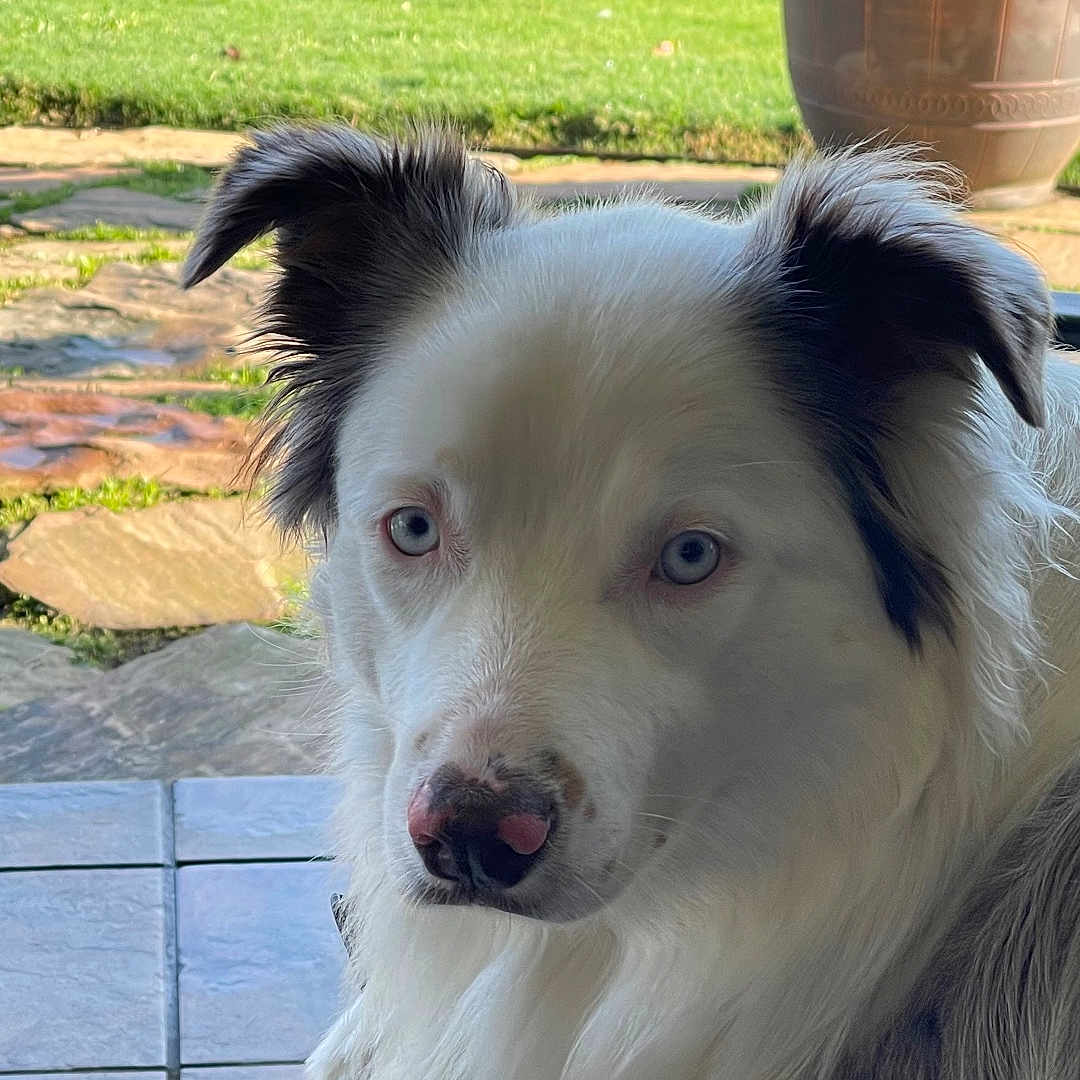 Chloe is registered to the contest to win money with this photo: dog, blue_eyes, white_fur, black_fur, pet, animal, portrait, outdoor, garden, potted_plant, chair, tile_floor, relaxed, canine, fur, looking, companion, domestic_animal, nature, sunlight