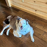 Chloe is registered to the contest to win money with this photo: dog, canine, pet, indoor, wooden_floor, wood_paneling, brown_fur, white_fur, happy, smiling, laying_down, flooring, domestic_animal, companion, animal, fur, ears, tail, nose, eyes