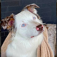 Chloe is registered to the contest to win money with this photo: dog, blue_eyes, towel, white_fur, brown_fur, pink_nose, pet, portrait, animal, curious, ears, snout, closeup, indoor, cozy, fur_texture, domestic_animal, canine, looking_up, wrapped