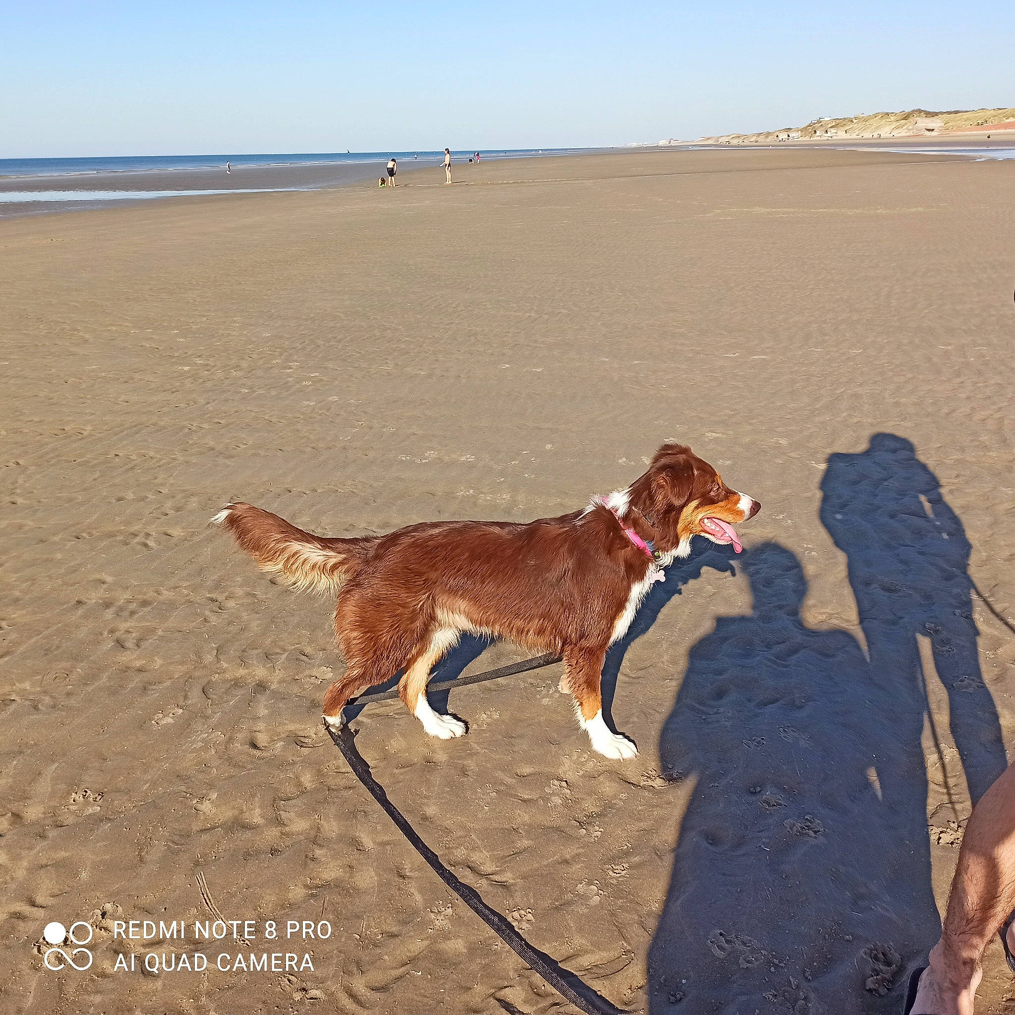 Suzy participe au concours pour gagner de l'argent avec cette photo : beach, canidae, carnivore, collar, companion_dog, dog, dog_breed, dog_walking, fawn, horizon, landscape, leash, liver, ocean, sand, shadow, sky, sporting_group, vertebrate, working_animal
