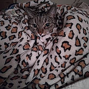 Kiki joined the competition — help win amazing prizes! cat, tabby, blanket, leopard_print, cozy, indoor, pet, fur, animal, resting, cute, warm, snuggled, comfortable, soft, bedroom, domestic, relaxed, cute_pet, feline