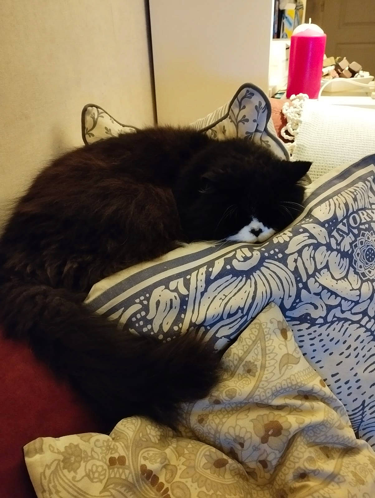 Ermes a rejoint le concours — aidez-le/la à gagner de superbes lots ! bed, bed_sheet, bedding, bedroom, black_cat, blanket, carnivore, cat, comfort, domestic_short_haired_cat, felidae, fur, linens, nap, pattern, room, small_to_medium_sized_cats, tail, whiskers