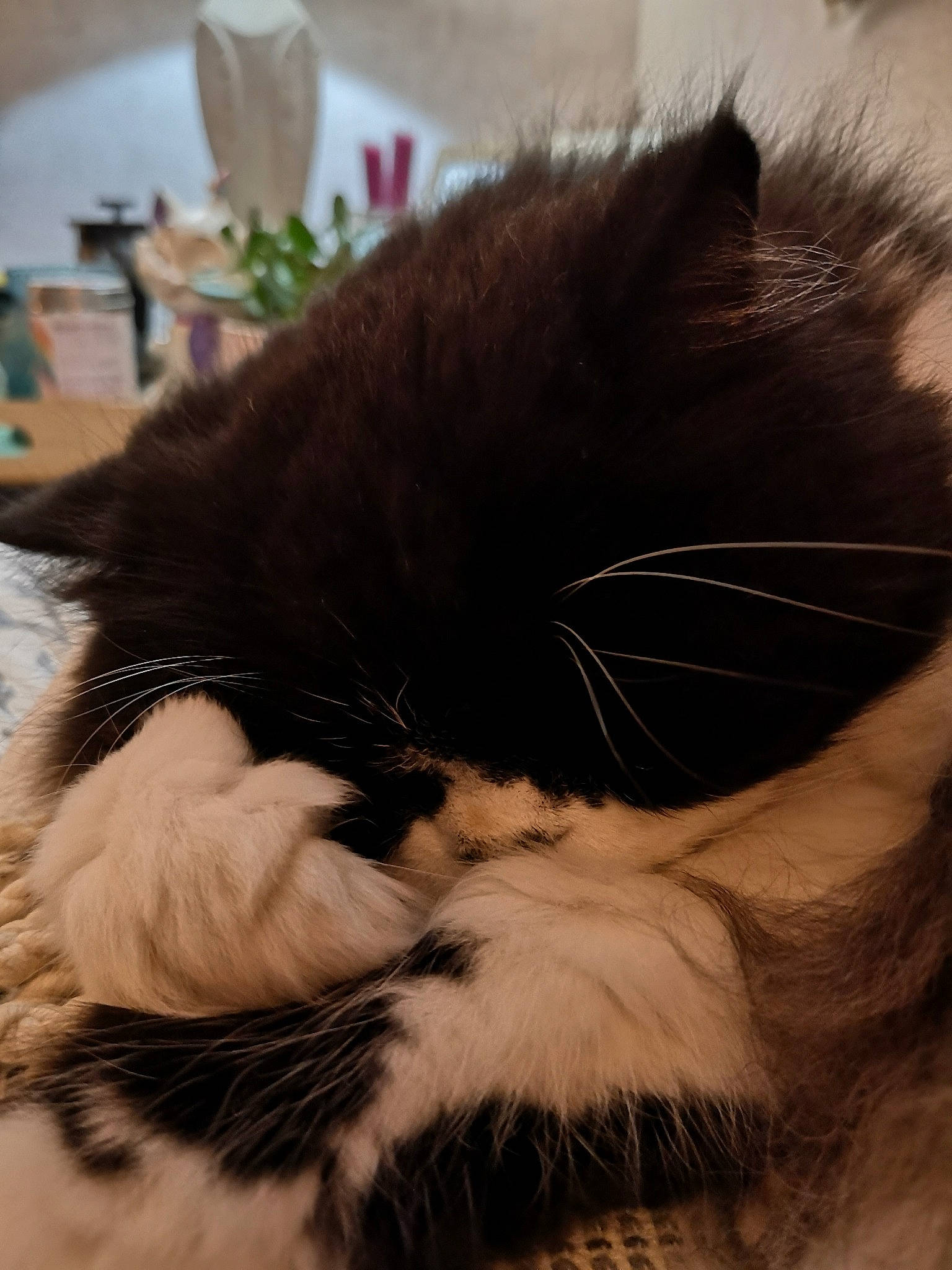 Ermes participe au concours pour gagner de l'argent avec cette photo : black_cat, carnivore, cat, claw, comfort, domestic_short_haired_cat, felidae, fur, nap, paw, sleep, small_to_medium_sized_cats, snout, tableware, tail, whiskers