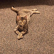 Luna is registered to the contest to win money with this photo: cat, tabby_cat, pet, animal, feline, indoor, carpet, texture, relaxed, crossed_paws, striped, cute, resting, mammal, whiskers, ears, tail, four_legs, looking, lying_down