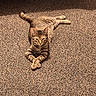 cat, tabby_cat, pet, animal, feline, indoor, carpet, texture, relaxed, crossed_paws, striped, cute, resting, mammal, whiskers, ears, tail, four_legs, looking, lying_down