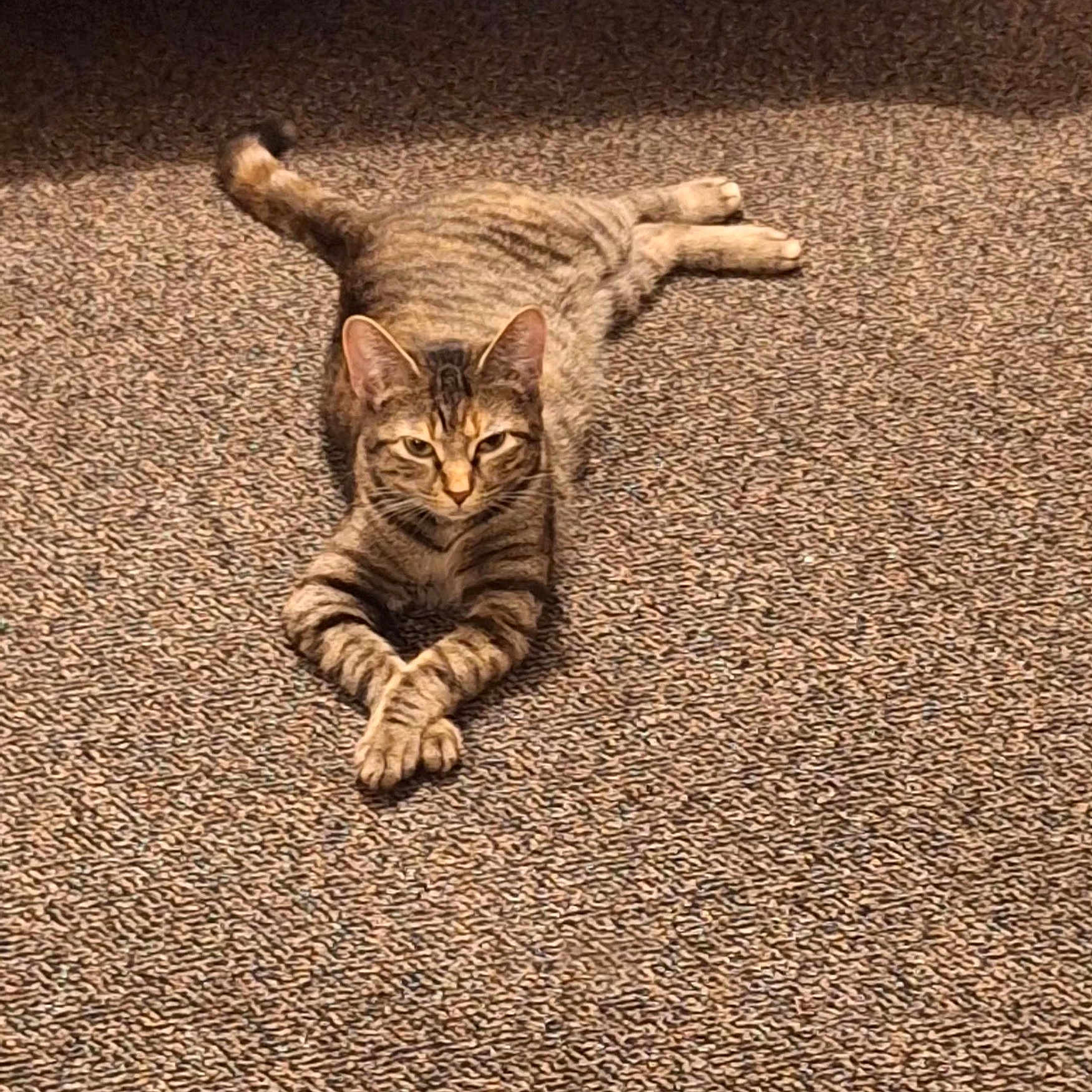 Luna is registered to the contest to win money with this photo: cat, tabby_cat, pet, animal, feline, indoor, carpet, texture, relaxed, crossed_paws, striped, cute, resting, mammal, whiskers, ears, tail, four_legs, looking, lying_down