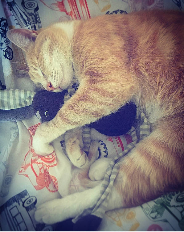 Nounou a rejoint le concours — aidez-le/la à gagner de superbes lots ! asian, carnivore, cat, claw, domestic_short_haired_cat, ear, european_shorthair, felidae, fur, kitten, love, nap, paw, photo_caption, polydactyl_cat, sleep, small_to_medium_sized_cats, tail, whiskers