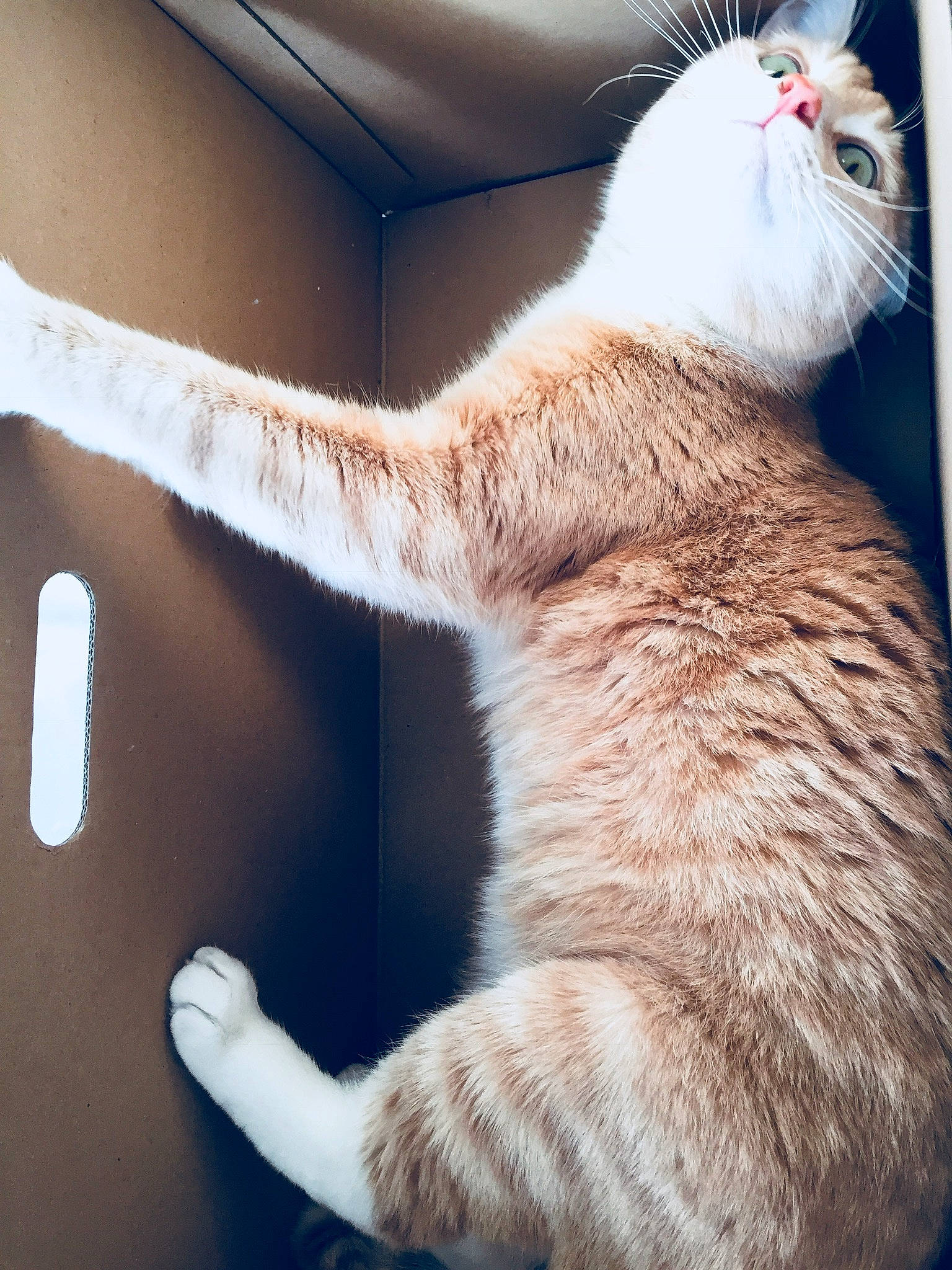 Nounou a rejoint le concours — aidez-le/la à gagner de superbes lots ! carnivore, cat, claw, felidae, fur, paw, small_to_medium_sized_cats, snout, tail, turkish_angora, turkish_van, whiskers