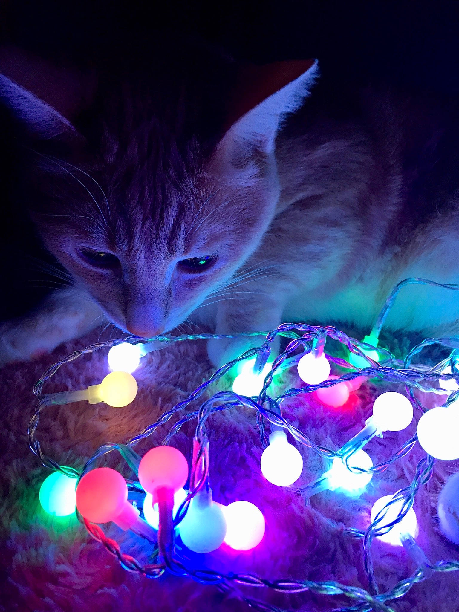 Nounou a rejoint le concours — aidez-le/la à gagner de superbes lots ! cat, christmas_lights, darkness, felidae, light, lighting, magenta, organism, plant, purple, small_to_medium_sized_cats, space, technology, tree, violet, whiskers