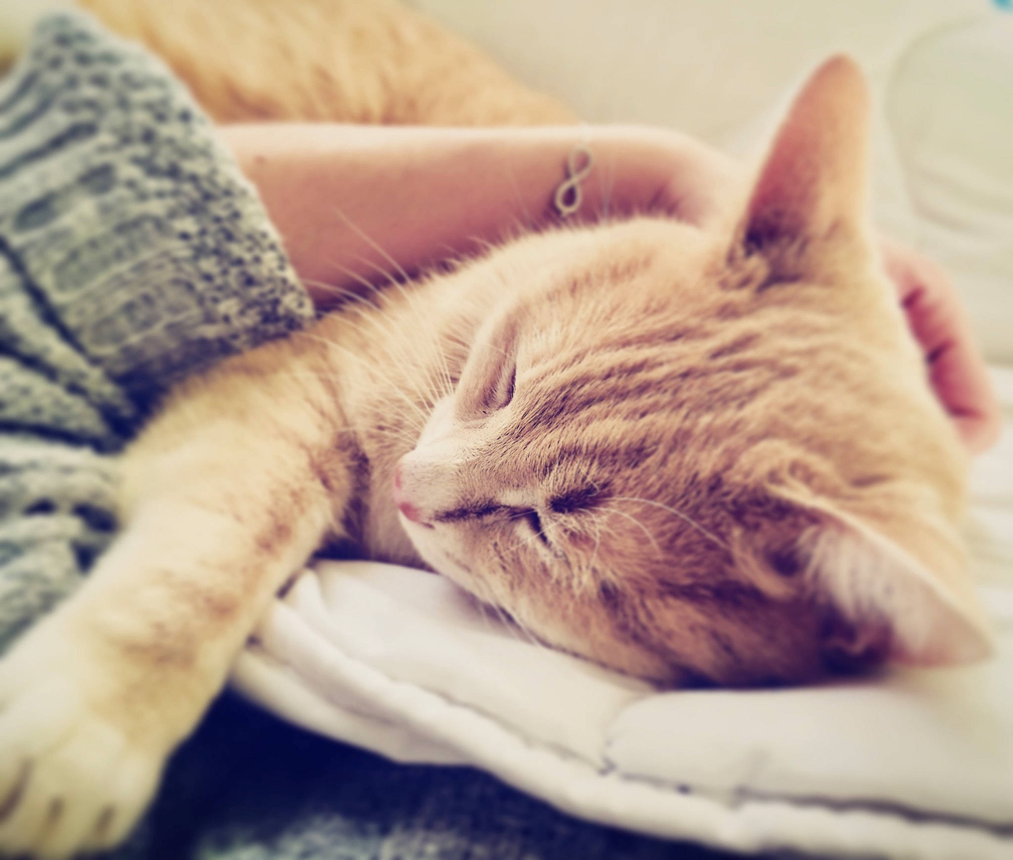 Nounou participe au concours pour gagner de l'argent avec cette photo : carnivore, cat, cloud, comfort, ear, eye, felidae, fur, hand, kitten, love, nap, nose, paw, skin, sky, sleep, small_to_medium_sized_cats, tabby_cat, whiskers