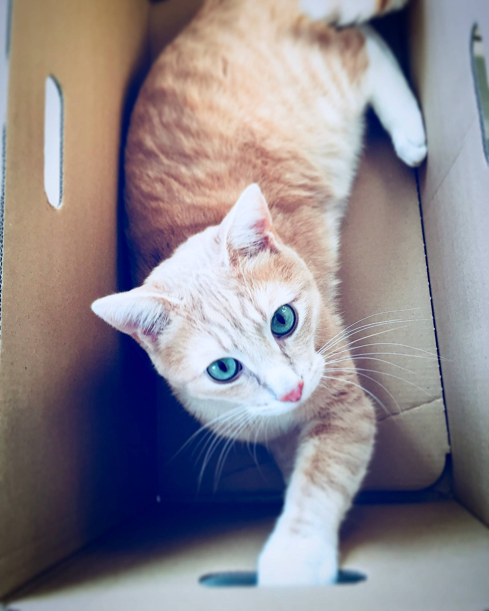 Nounou participe au concours pour gagner de l'argent avec cette photo : carnivore, cat, claw, comfort, domestic_short_haired_cat, ear, eye, fawn, felidae, foot, fur, iris, paw, rectangle, small_to_medium_sized_cats, snout, tail, whiskers, window, wood