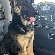 Zeke joined the competition — help win amazing prizes! dog, german_shepherd, car_interior, seat, tongue_out, ears_up, pet, animal, canine, sitting, window, gas_station, vehicle, leather_seat, alert, young_dog, fur, paw, side_view, domestic_animal