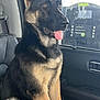 dog, german_shepherd, car_interior, seat, tongue_out, ears_up, pet, animal, canine, sitting, window, gas_station, vehicle, leather_seat, alert, young_dog, fur, paw, side_view, domestic_animal