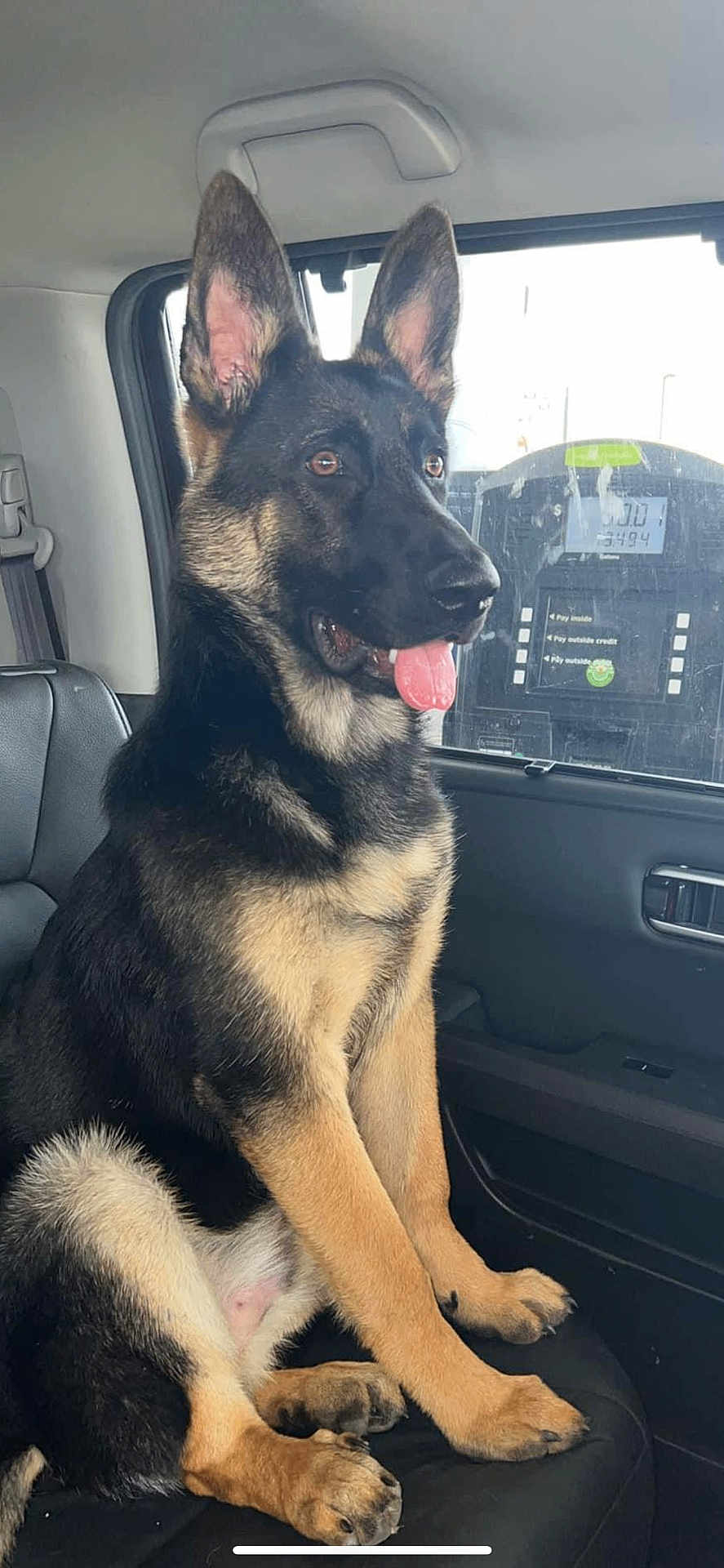 Zeke joined the competition — help win amazing prizes! dog, german_shepherd, car_interior, seat, tongue_out, ears_up, pet, animal, canine, sitting, window, gas_station, vehicle, leather_seat, alert, young_dog, fur, paw, side_view, domestic_animal