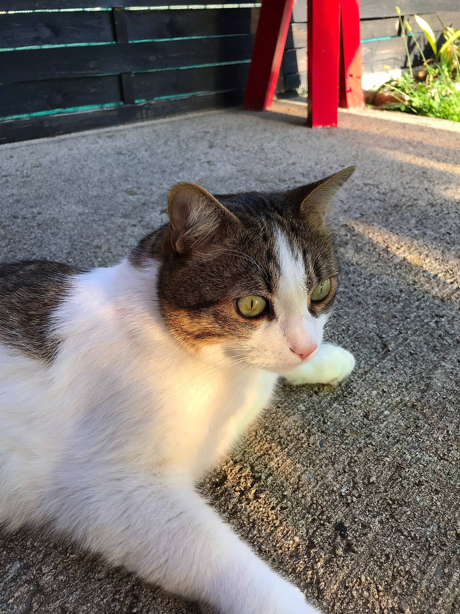 Choupinet a rejoint le concours — aidez-le/la à gagner de superbes lots ! aegean_cat, carnivore, cat, domestic_short_haired_cat, ear, european_shorthair, eye, felidae, fur, grass, kitten, plant, polydactyl_cat, sand, small_to_medium_sized_cats, snout, tabby_cat, tail, tree, whiskers