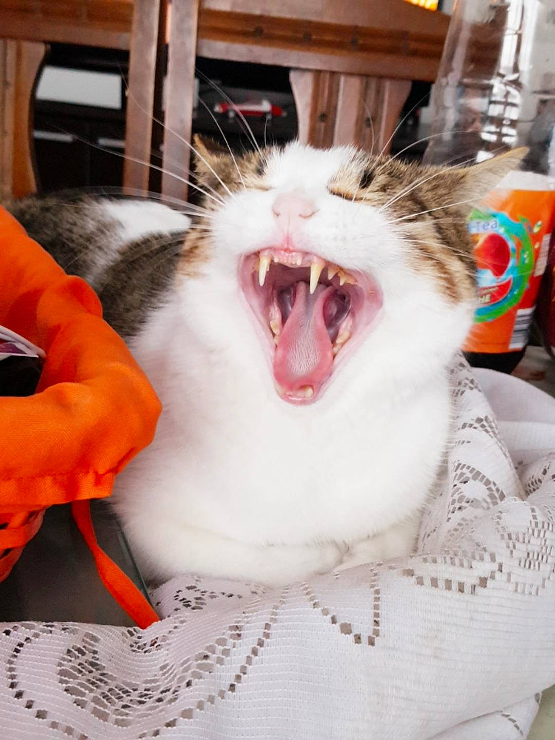 Choupinet a rejoint le concours — aidez-le/la à gagner de superbes lots ! aegean_cat, american_curl, carnivore, cat, facial_expression, felidae, mouth, norwegian_forest_cat, small_to_medium_sized_cats, smile, tooth, turkish_van, whiskers, yawn
