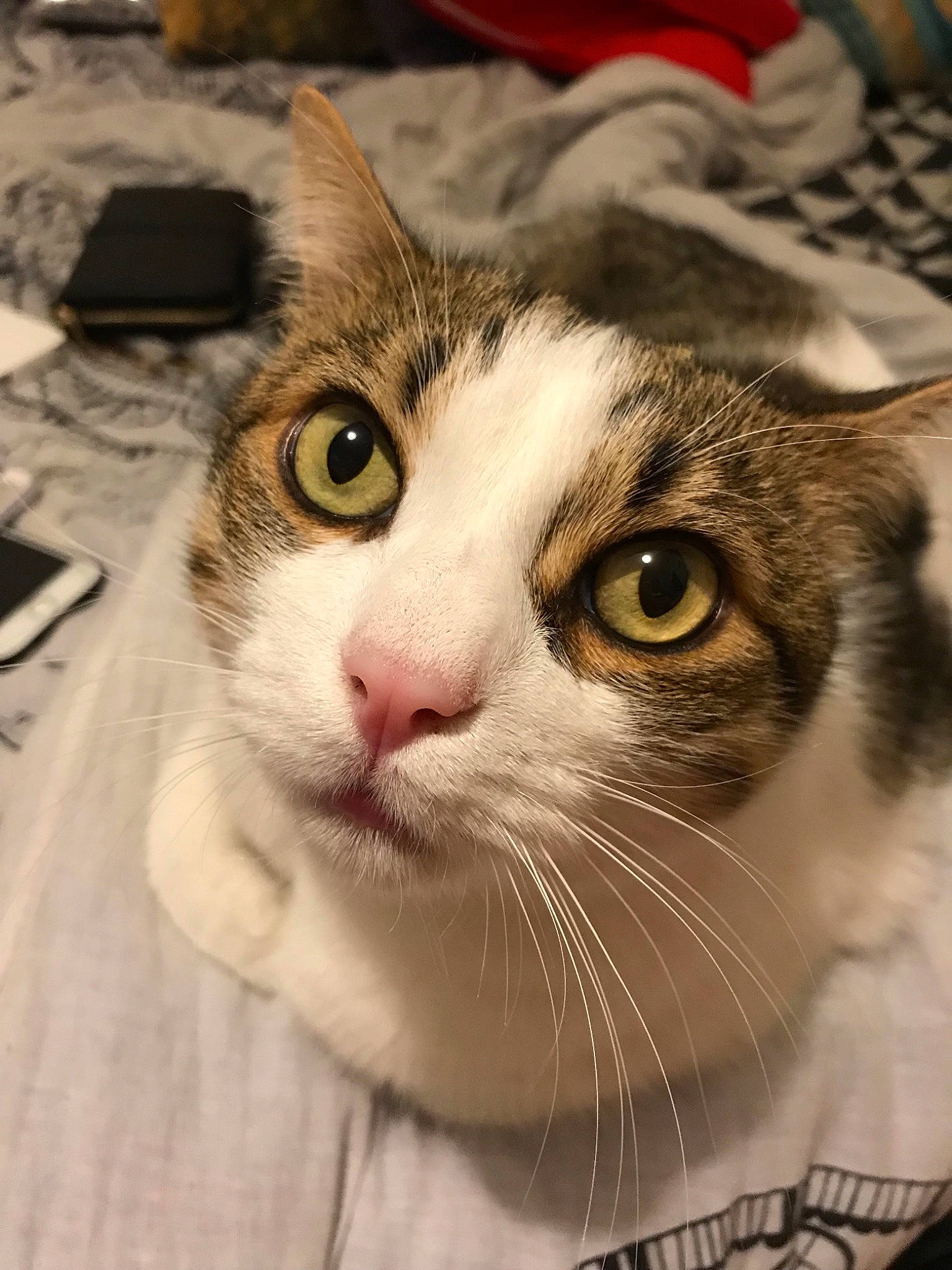 Choupinet participe au concours pour gagner de l'argent avec cette photo : aegean_cat, american_curl, american_shorthair, american_wirehair, asian, carnivore, cat, domestic_short_haired_cat, european_shorthair, eye, felidae, fur, mammal, nose, small_to_medium_sized_cats, snout, tabby_cat, whiskers