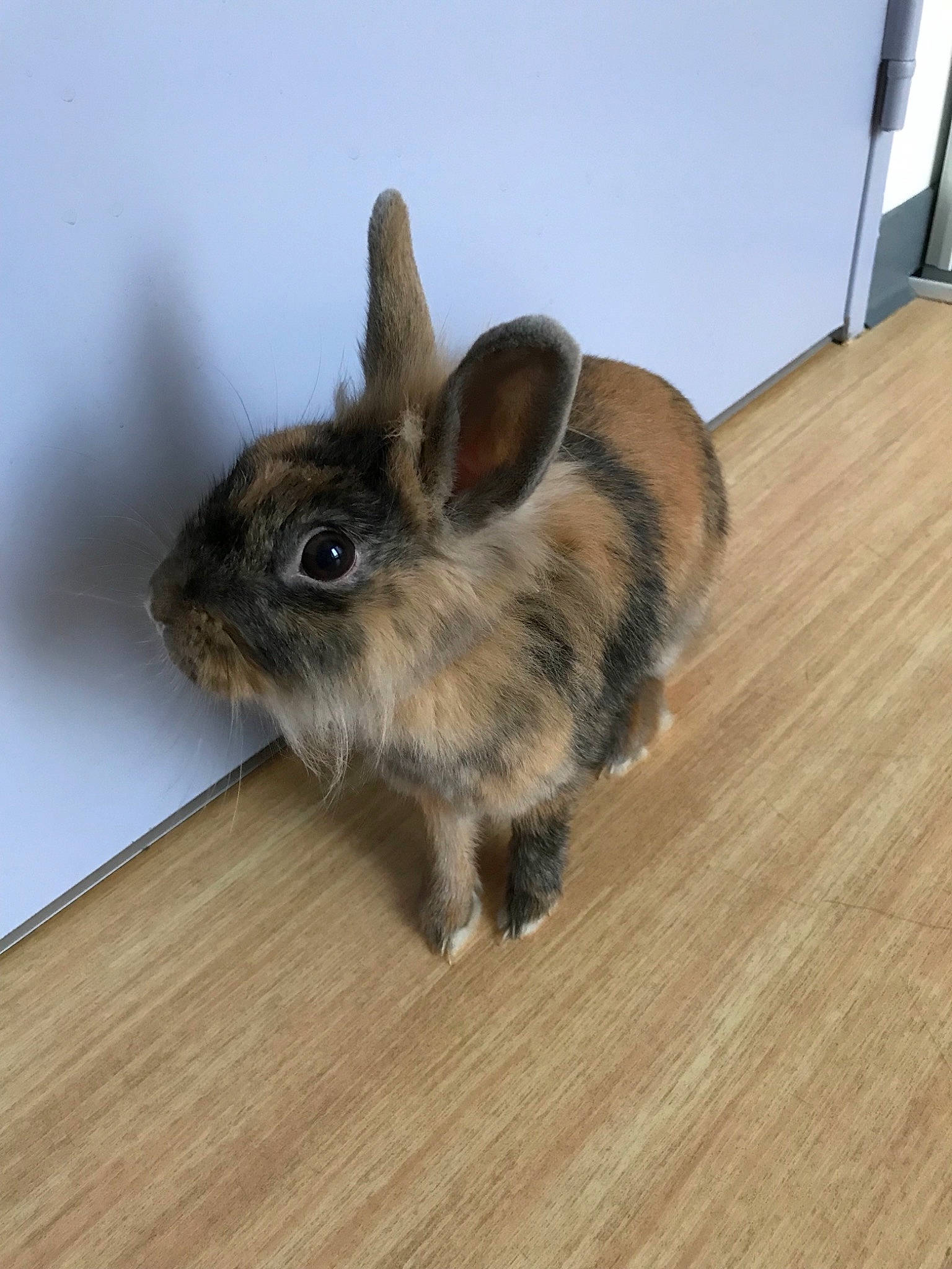 Lapinouu participe au concours pour gagner de l'argent avec cette photo : domestic_rabbit, ear, fawn, floor, flooring, fur, hare, lower_keys_marsh_rabbit, mammal, mountain_cottontail, rabbit, rabbits_and_hares, snout, snowshoe_hare, tail, whiskers, wildlife, wood, wood_rabbit
