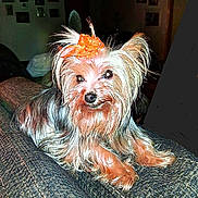 Kandy joined the competition — help win amazing prizes! dog, pet, yorkshire_terrier, bow, fur, couch, indoor, portrait, animal, cute, small_dog, long_hair, relaxed, looking_at_camera, domestic_animal, furniture, cozy, companion, house, home