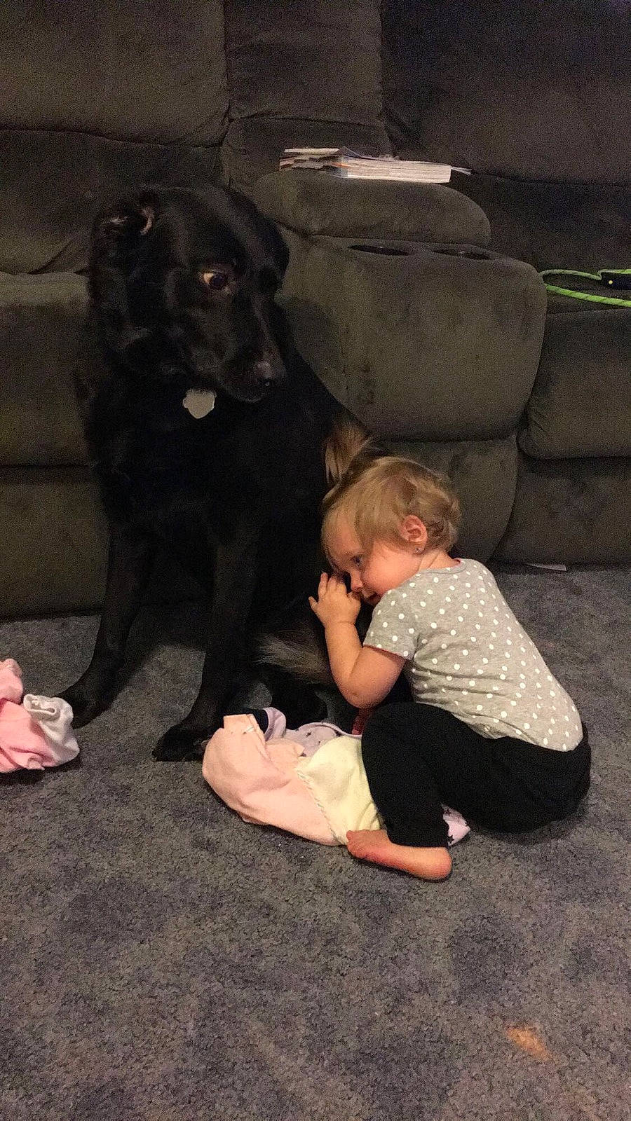 Paizlee joined the competition — help win amazing prizes! canidae, carnivore, companion_dog, dog, dog_breed, guard_dog, person, sitting, sporting_group