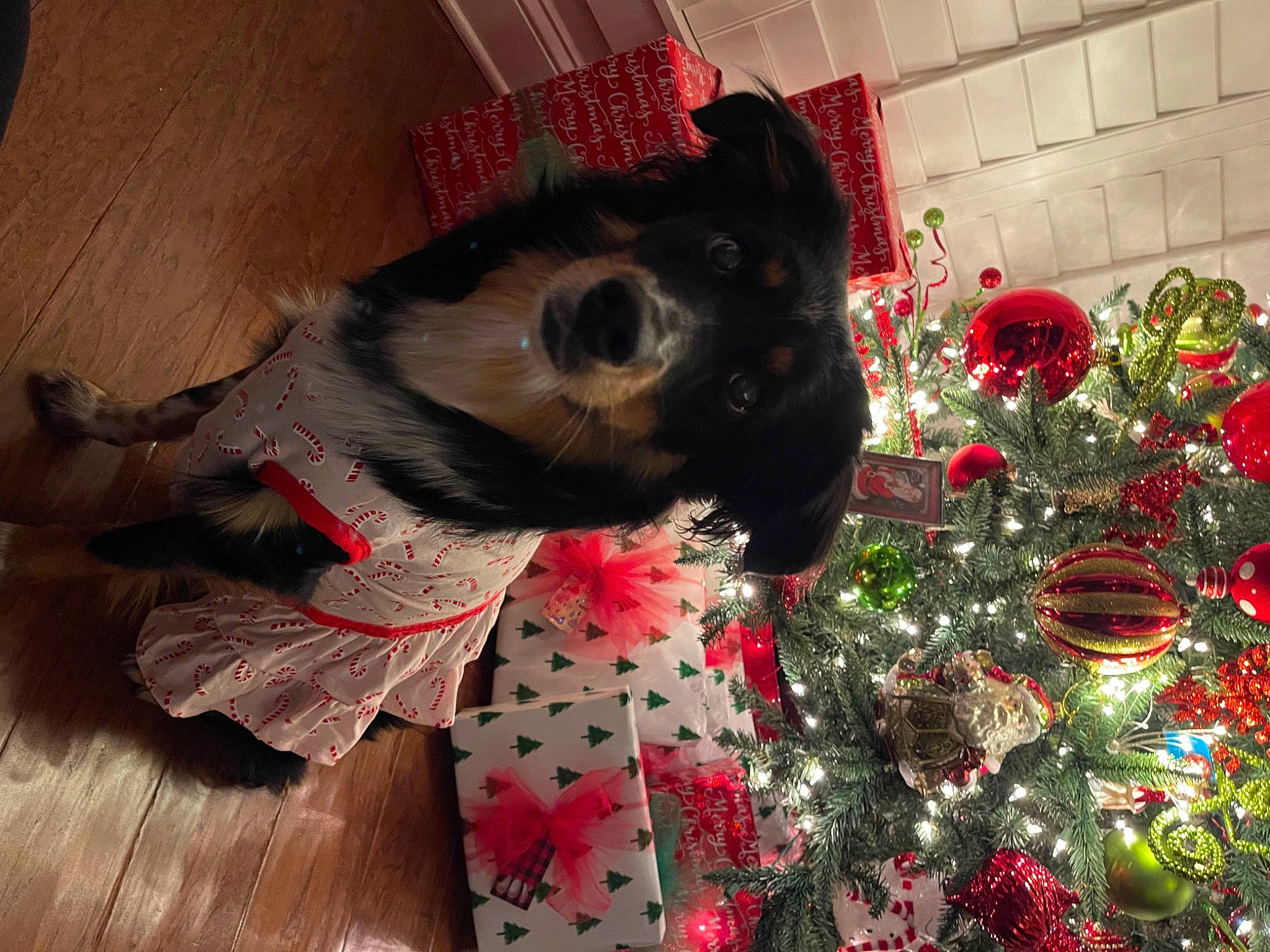 Bailey is registered to the contest to win money with this photo: carmine, carnivore, christmas, christmas_decoration, christmas_ornament, christmas_tree, companion_dog, dog, dog_breed, dog_clothes, dog_supply, event, fawn, hardwood, holiday, holiday_ornament, ornament, pet_supply, whiskers, wood