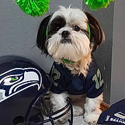 Penelope is registered to the contest to win money with this photo: adorable, animal, black_and_white, cap, carpet, cheer, costume, cute, dog, fan_gear, fluffy, helmet, indoor, jersey, pet, pom_poms, puppy, seattle_seahawks, small_dog, sports