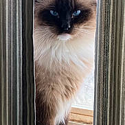 Oscar joined the competition — help win amazing prizes! cat, fluffy, blue_eyes, curtains, window, striped, indoor, pet, mammal, sitting, feline, whiskers, fur, portrait, looking, domestic_animal, cute, animal, close_up, nature