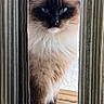 cat, fluffy, blue_eyes, curtains, window, striped, indoor, pet, mammal, sitting, feline, whiskers, fur, portrait, looking, domestic_animal, cute, animal, close_up, nature