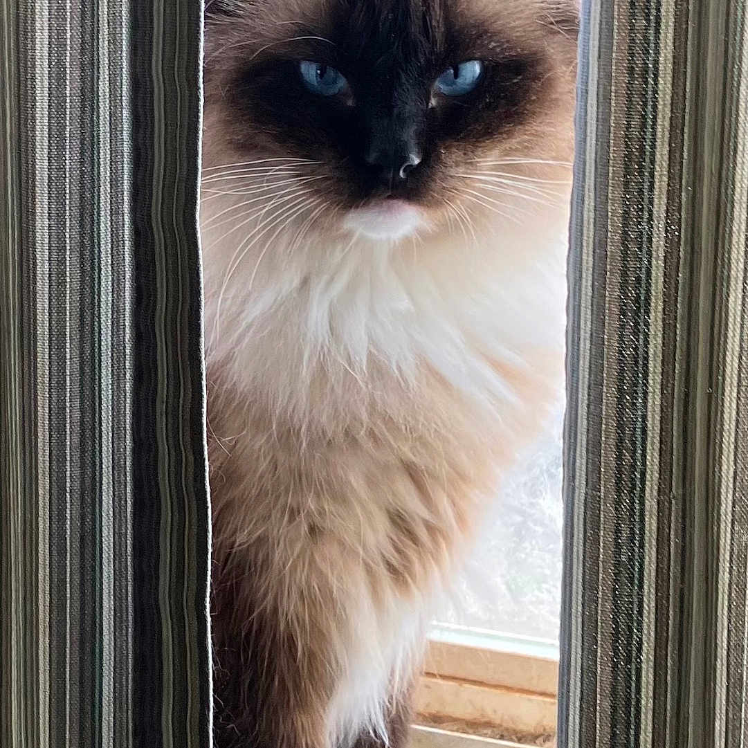 Oscar