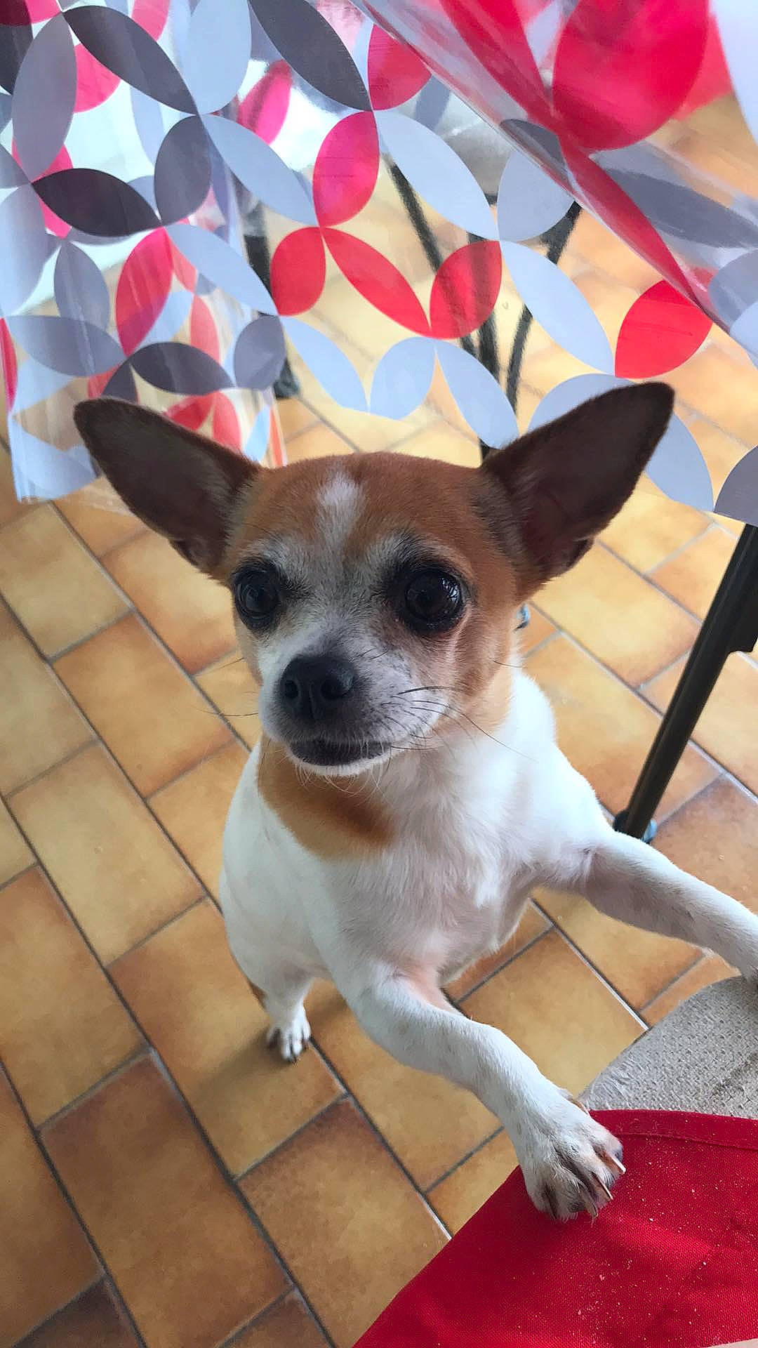 Little a rejoint le concours — aidez-le/la à gagner de superbes lots ! canidae, carnivore, chihuahua, companion_dog, corgi_chihuahua, dog, dog_breed, fawn, feist, mammal, miniature_fox_terrier, rat_terrier, smooth_fox_terrier, snout, teddy_roosevelt_terrier, tenterfield_terrier, toy_dog, toy_fox_terrier, vertebrate, whiskers