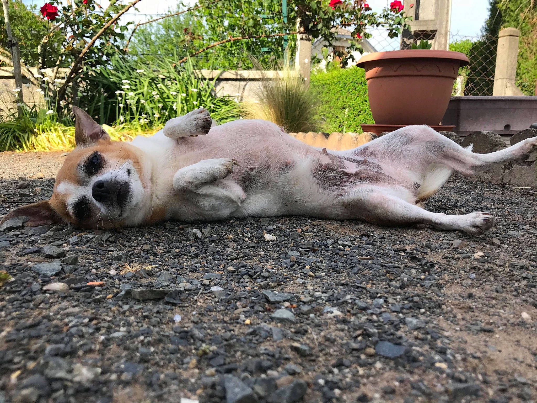 Little participe au concours pour gagner de l'argent avec cette photo : akita, akita_inu, canidae, carnivore, companion_dog, dog, dog_breed, fawn, mammal, nap, sleep, street_dog