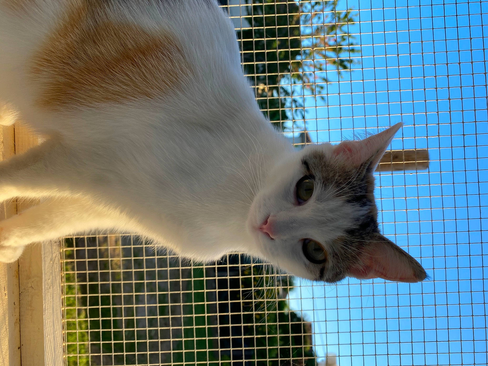 Coquillette participe au concours pour gagner de l'argent avec cette photo : aegean_cat, carnivore, cat, colorpoint_shorthair, fawn, felidae, kitten, small_to_medium_sized_cats, tail, turkish_angora, turkish_van, whiskers